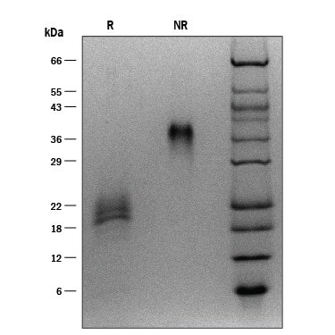  1 μg/mL of ProDots® Recombinant Human VEGF165 was resolved by SDS-PAGE with silver staining, under reducing (R) and non-reducing (NR) conditions, showing major bands at 20-22 kDa and 39-42 kDa, respectively. Multiple bands in the gel are due to glycosylation.   