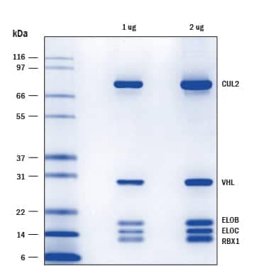 1  μg and 2  μg per lane of Recombinant Human VHL/ELOB/ELOC/CUL2/RBX1 Complex (Catalog # E3-655) was resolved with SDS-PAGE under reducing conditions and visualized by colloidal Coomassie Blue staining, showing bands corresponding to the individual proteins of the complex.