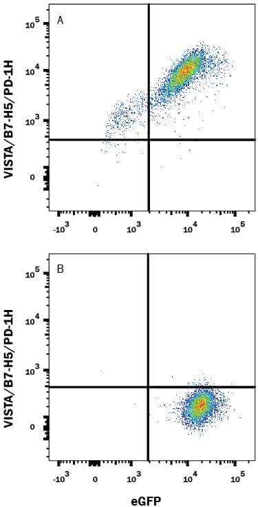 HEK293 human embryonic kidney cell line transfected with either (A) mouse VISTA or (B) irrelevant transfectants and eGFP was stained with Sheep Anti-Mouse VISTA/B7-H5/PD-1H APC-conjugated Antigen Affinity-purified Polyclonal Antibody (Catalog # FAB7005A). Quadrant markers were set based on control antibody staining (Catalog # IC016A). View our protocol for Staining Membrane-associated Proteins.