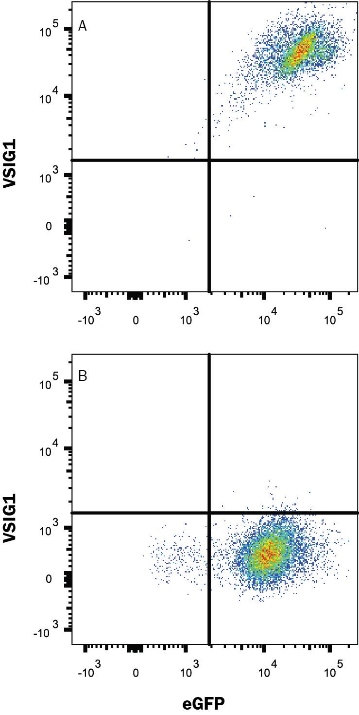 HEK293 human embryonic kidney cell line transfected with either (A) human VSIG1 or (B) irrelevant transfectants and eGFP was stained with Rabbit Anti-Human VSIG1 Monoclonal Antibody (Catalog # MAB48181) followed by Allophycocyanin-conjugated Anti-Rabbit IgG Secondary Antibody (Catalog # F0111). Quadrant markers were set based on control antibody staining (Catalog # MAB1050). View our protocol for Staining Membrane-associated Proteins.