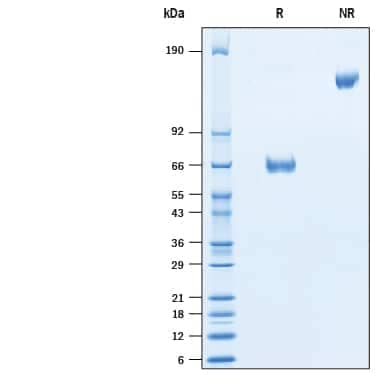 2 μg/lane of Biotinylated Recombinant Human VSIG3 Fc Chimera Avi-tag (Catalog # AVI9229) was  resolved with SDS-PAGE under reducing (R) and non-reducing (NR)  conditions and visualized by Coomassie® Blue staining, showing bands at kDa.