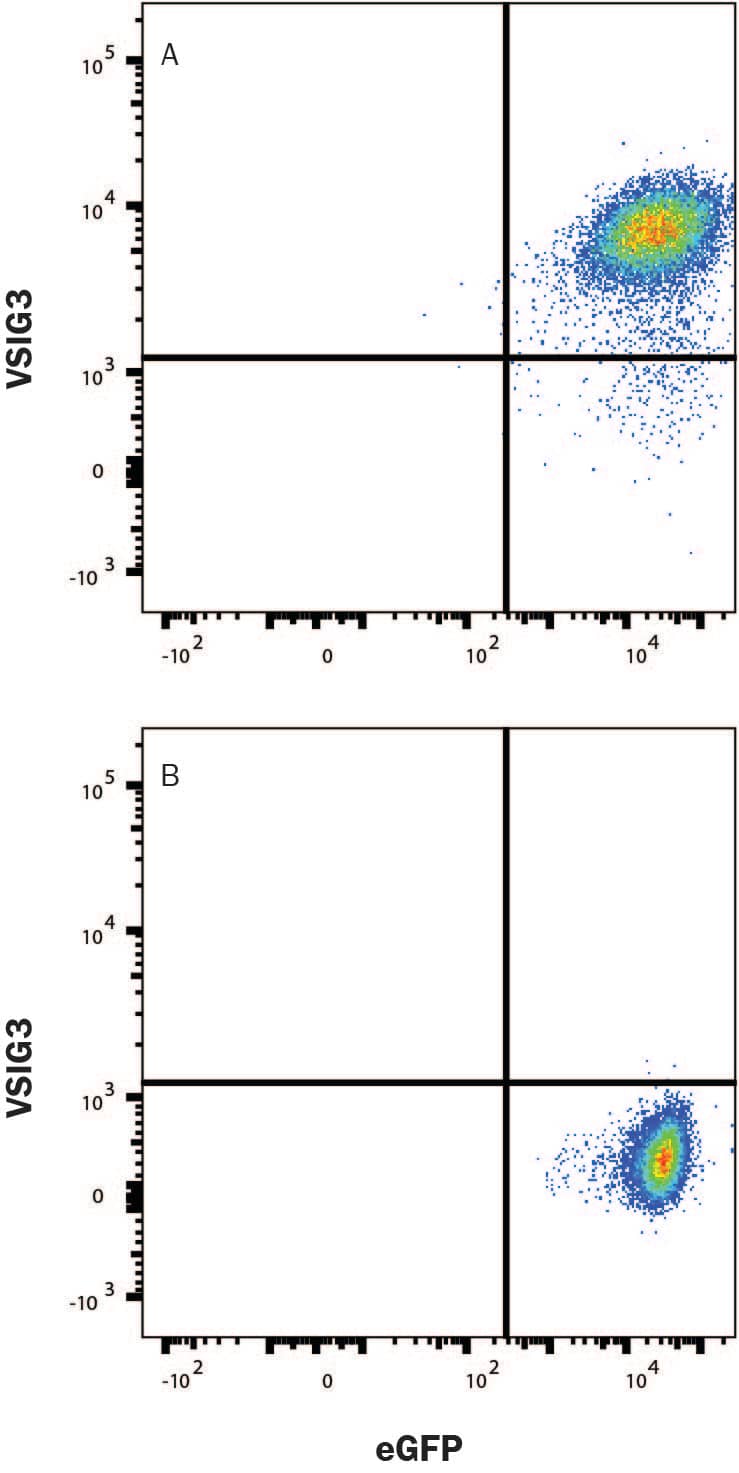 HEK293 human embryonic kidney cell line transfected with (A) Human VSIG3 or (B) irrelevant protein, and EGFP, was stained with Mouse Anti-Human VSIG3 Monoclonal Antibody (Catalog # MAB92292) followed by anti-Mouse IgG APC-conjugated secondary antibody (Catalog # F0101B). Quadrant markers were set based on Mouse IgG1 Isotype Control (Catalog # MAB002, data not shown). View our protocol for Staining Membrane-associated Proteins.