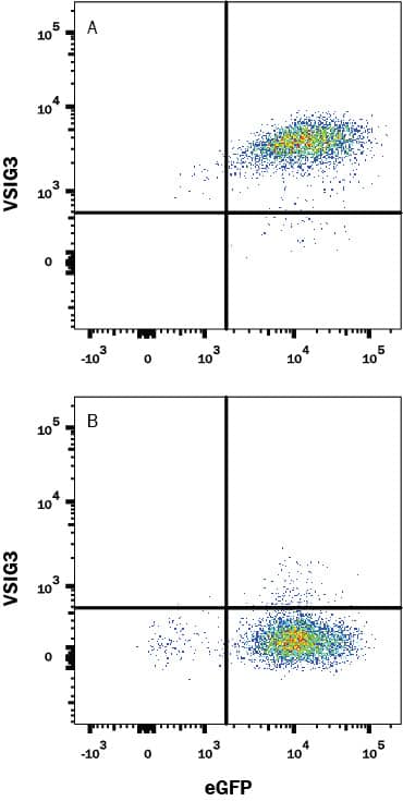 HEK293 human embryonic kidney cell line transfected with either (A) human VSIG3 or (B) irrelevant transfectants and eGFP was stained with Mouse Anti-Human VSIG3 Monoclonal Antibody (Catalog # MAB9229) followed by APC-conjugated Goat-anti Mouse IgG secondary antibody (Catalog # F0101B). Quadrant markers were set based on control antibody staining (Catalog # MAB002). View our protocol for Staining Membrane-associated Proteins.