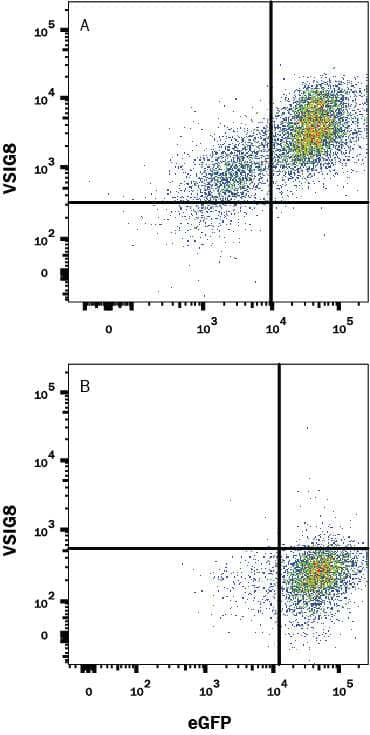 HEK293 human embryonic kidney cell line transfected with either (A) human VSIG8 or (B) irrelevant transfectants and eGFP was stained with Mouse Anti-Human VSIG8 PE-conjugated Monoclonal Antibody (Catalog # FAB9418P). Quadrant markers were set based on control antibody staining (Catalog # IC002P). View our protocol for Staining Membrane-associated Proteins.