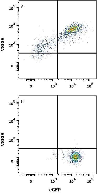 HEK293 human embryonic kidney cell line transfected with either (A) human VSIG8 or (B) irrelevant transfectants and eGFP was stained with Mouse Anti-Human VSIG8 Alexa Fluor® 647-conjugated Monoclonal Antibody (Catalog # FAB9418R). Quadrant markers were set based on control antibody staining (Catalog # IC002R). View our protocol for Staining Membrane-associated Proteins.