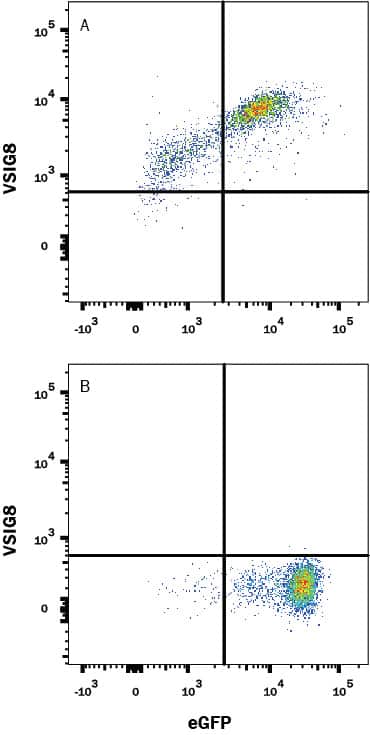 HEK293 human embryonic kidney cell line transfected with either (A) human VSIG8 or (B) irrelevant transfectants and eGFP was stained with Mouse Anti-Human VSIG8 Monoclonal Antibody (Catalog # MAB9418) followed by Allophycocyanin-conjugated Anti-Mouse IgG Secondary Antibody (Catalog # F0101B). Quadrant markers were set based on control antibody staining (Catalog # MAB002). View our protocol for Staining Membrane-associated Proteins.
