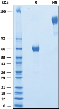 2 μg/lane of Recombinant Human VSTM2B Fc Chimera was resolved with SDS-PAGE underreducing (R) and non-reducing (NR) conditions and visualized by Coomassie® Bluestaining, showing bands at 62-70 kDa and 120 - 140 kDa, respectively.