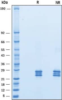 2 μg/lane of Recombinant Human VSTM2L was resolved with SDS-PAGE underreducing (R) and non-reducing (NR) conditions and visualized by Coomassie® Bluestaining, showing bands at 21-28 kDa.