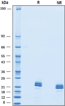 2 μg/lane of Recombinant Mouse VSTM2L was resolved with SDS-PAGE underreducing (R) and non-reducing (NR) conditions and visualized by Coomassie® Bluestaining, showing bands at 19-25 kDa.