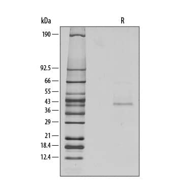 1 μg/lane of Recombinant Mouse Wnt-10b was resolved with SDS-PAGE under reducing (R) conditions and visualized by silver staining, showing a band at 42 kDa.