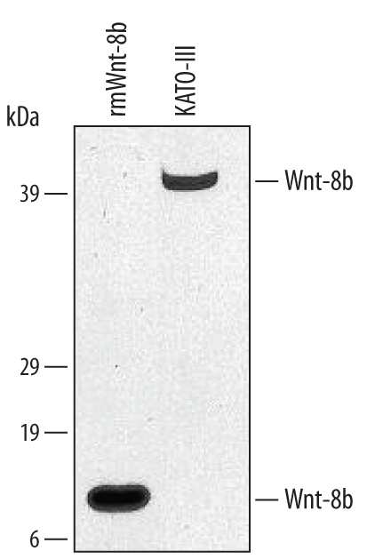 Western Blot Wnt-8b Antibody (341502)