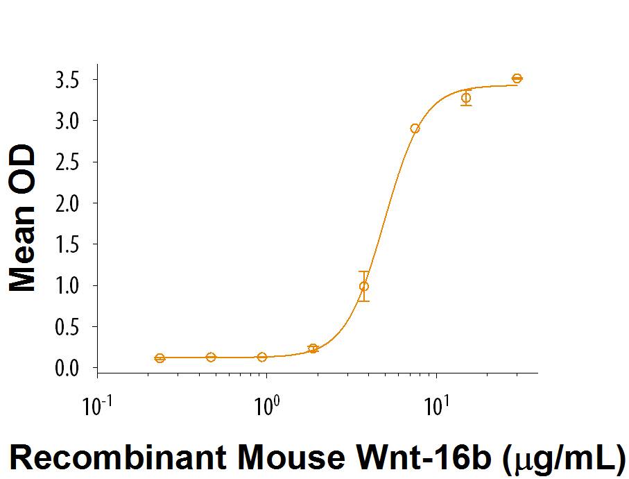 RecombinantMouse Wnt-16b (Catalog # 9148-WN) induces differentiation of the C3H10T1/2 mouse mesenchymal stem cell line to alkaline phosphatase secreting osteoblast cells. The ED50 for this effect is2-12 µg/mL.