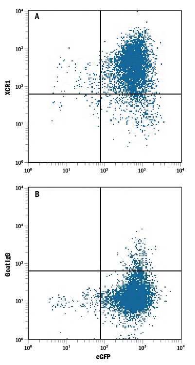 NS0 mouse myeloma cell line transfected with human XCR1 and eGFP was stained with either (A) Goat Anti-Human XCR1 PE-conjugated Antigen Affinity-purified Polyclonal Antibody (Catalog # FAB857P) or (B) Normal Goat IgG Phycoerythrin Control (Catalog # IC108P). View our protocol for Staining Membrane-associated Proteins.