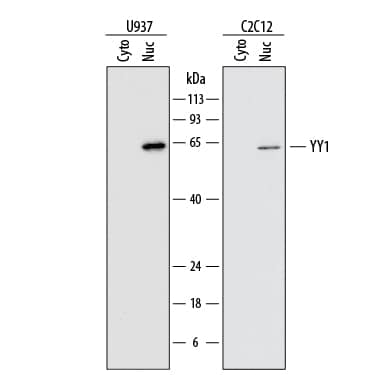 Western blot shows lysates of U937 human histiocytic lymphoma cell line and C2C12 mouse myoblast cell line. Gels were loaded with 30 µg of U937 and 40 µg of C2C12 cytoplasmic (Cyto) extracts and 15 µg of U937 and 20 µg of C2C12 nuclear (Nuc) extracts. PVDF membrane was probed with 0.5 µg/mL of Mouse Anti-Human/Mouse YY1 Monoclonal Antibody (Catalog # MAB3784) followed by HRP-conjugated Anti-Mouse IgG Secondary Antibody (Catalog # HAF018). A specific band was detected for YY1 at approximately 60-65 kDa (as indicated). This experiment was conducted under reducing conditions and using Immunoblot Buffer Group 1.