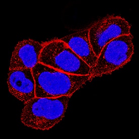 Yes was detected in immersion fixed A431 human epithelial carcinoma cell line using Goat Anti-Human/Rat Yes Antigen Affinity-purified Polyclonal Antibody (Catalog # AF3205) at 15 µg/mL for 3 hours at room temperature. Cells were stained using the NorthernLights™ 557-conjugated Anti-Goat IgG Secondary Antibody (red; Catalog # NL001) and counterstained with DAPI (blue). Specific staining was localized to plasma membranes and cytoplasm. View our protocol for Fluorescent ICC Staining of Cells on Coverslips.