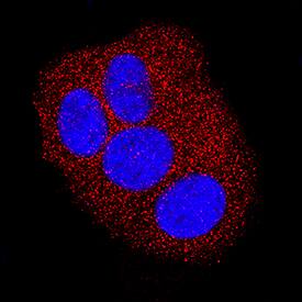 Immunocytochemistry ZAG Antibody (842014) [Unconjugated]