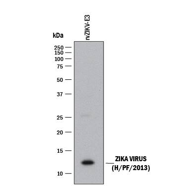Western blot shows recombinant Zika Virus (H/PF/2013) Envelope (rvZIKV-E3). PVDF membrane was probed with 1 µg/mL of Mouse Anti-Viral Zika Virus (H/PF/2013) Envelope Monoclonal Antibody (Catalog # MAB100091) followed by HRP-conjugated Anti-Mouse IgG Secondary Antibody (Catalog # HAF018). A specific band was detected for Zika Virus (H/PF/2013) Envelope at approximately 10 kDa (as indicated). This experiment was conducted under reducing conditions and using Immunoblot Buffer Group 1.
