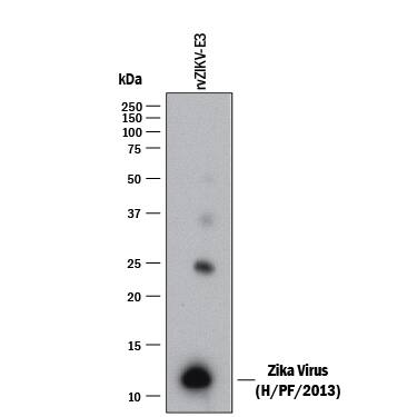 Western blot shows recombinant Zika Virus (H/PF/2013) Envelope (rvZIKV-E3). PVDF membrane was probed with 1 µg/mL of Mouse Anti-Viral Zika Virus (H/PF/2013) Envelope Monoclonal Antibody (Catalog # MAB10009) followed by HRP-conjugated Anti-Mouse IgG Secondary Antibody (Catalog # HAF018). A specific band was detected for Zika Virus (H/PF/2013) Envelope at approximately 10 kDa (as indicated). This experiment was conducted under reducing conditions and using Immunoblot Buffer Group 1.
