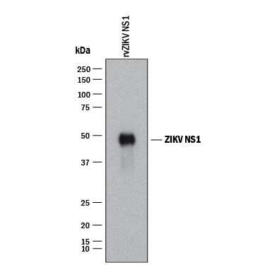 Western blot shows lysates of Recombinant Viral Zika Virus (H/PF/2013) NS1. PVDF membrane was probed with 1 µg/mL of Mouse Anti-Viral Zika Virus (H/PF/2013) NS1 Monoclonal Antibody (Catalog # MAB99202) followed by HRP-conjugated Anti-Mouse IgG Secondary Antibody (Catalog # HAF018). A specific band was detected for Zika Virus (H/PF/2013) NS1 at approximately 50 kDa (as indicated). This experiment was conducted under reducing conditions and using Immunoblot Buffer Group 1.