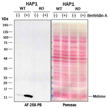 Western blot shows lysates of HAP1 human near-haploid cell line untreated (-) or treated (+) with 3.0 ug/ml Brefeldin A for 18 hr and Midkine knockout HAP1 cell line (KO). Nitrocellulose membrane was probed with 2 µg/mL of Goat Anti-Human Midkine Antigen Affinity-purified Polyclonal Antibody (Catalog # AF-258-PB) followed by HRP-conjugated Anti-Goat IgG Secondary Antibody. A specific band was detected for Midkine at approximately 11 kDa (as indicated) in the parental HAP1 cell line, but is not detectable in knockout HAP1 cell line. The Ponceau stained transfer of the blot is shown. This experiment was conducted under reducing conditions. Image, protocol, and testing courtesy of YCharOS Inc. See ycharos.com for additional details.