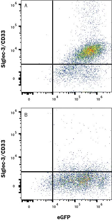 HEK293 human embryonic kidney cell line transfected with either (A) human Siglec-2/CD22 or (B) irrelevant protein and eGFP was stained with Llama Anti-Human Siglec-2/CD22 Llamabody VHH Monoclonal Antibody (LMAB10732) followed by Goat Anti-Llama Secondary Antibody (Catalog # AF011), and then Allophycocyanin-conjugated Anti-Goat IgG Tertiary Antibody (F0108). Quadrant markers were set based on secondary plus tertiary antibody staining in the absence of primary antibody. View our protocol for Staining Membrane-associated Proteins.