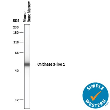 Simple Western lane view shows lysates of Mouse bone marrow, loaded at 0.2 mg/mL. A specific band was detected for Chitinase 3‑like 1/YKL-40 at approximately 50 kDa (as indicated) using 25 µg/mL of Sheep Anti-Mouse Chitinase 3‑like 1/YKL-40 Antigen Affinity-purified Polyclonal Antibody (Catalog # AF2649) . This experiment was conducted under reducing conditions and using the 12-230 kDa separation system.