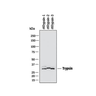Western blot shows recombinant human Trypsin 1, 2, and 3. PVDF membrane was probed with 1 µg/mL of Sheep Anti-Human Trypsin Pan Specific (PRSS1/2/3) Antigen Affinity-purified Polyclonal Antibody (Catalog # AF3586) followed by HRP-conjugated Anti-Sheep IgG Secondary Antibody (HAF016). A specific band was detected for Trypsin at approximately 24 kDa (as indicated). This experiment was conducted under reducing conditions and using Western Blot Buffer Group 1.