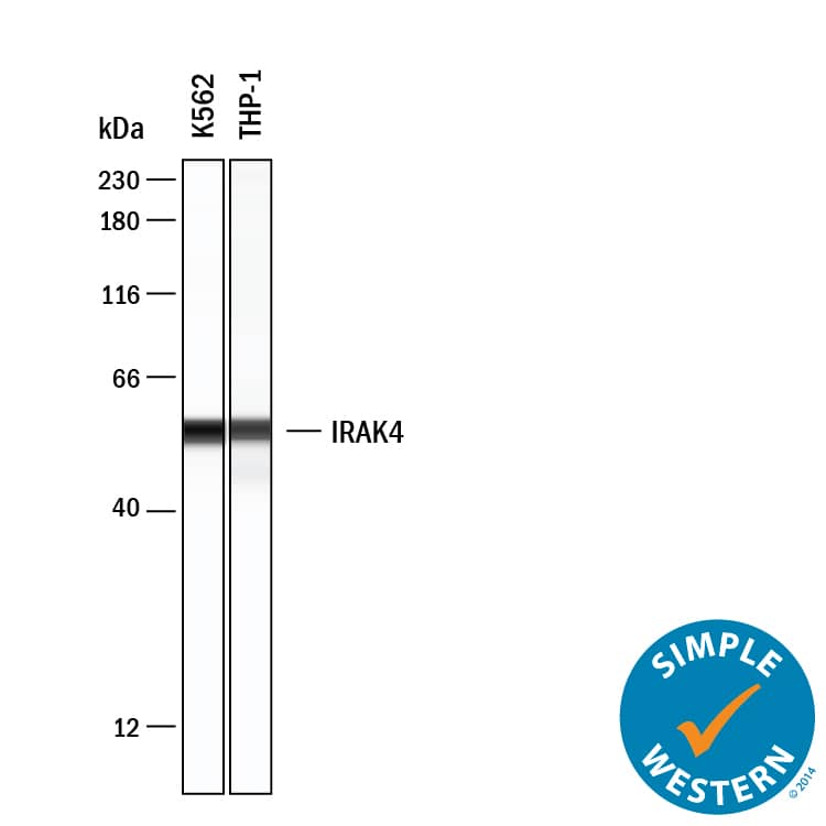 Simple Western lane view shows lysates of K562 human chronic myelogenous leukemia cell line and THP‑1 human acute monocytic leukemia cell line, loaded at 0.2 mg/mL. A specific band was detected for IRAK4 at approximately 55 kDa (as indicated) using 20 µg/mL of Goat Anti-Human IRAK4 Antigen Affinity-purified Polyclonal Antibody (Catalog # AF3919) . This experiment was conducted under reducing conditions and using the 12-230 kDa separation system.