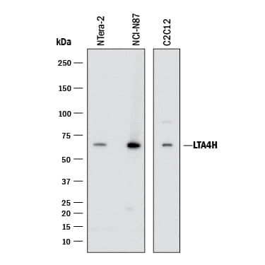 Western blot shows lysates of NTera‑2 human testicular embryonic carcinoma cell line, NCI‑N87 human gastric carcinoma cell line, and C2C12 mouse myoblast cell line. PVDF membrane was probed with 0.5 µg/mL of Sheep Anti-Human/Mouse Leukotriene A4 Hydrolase/LTA4H Antigen Affinity-purified Polyclonal Antibody (Catalog # AF4008) followed by HRP-conjugated Anti-Sheep IgG Secondary Antibody (HAF016). A specific band was detected for Leukotriene A4 Hydrolase/LTA4H at approximately 70 kDa (as indicated). This experiment was conducted under reducing conditions and using Western Blot Buffer Group 1.