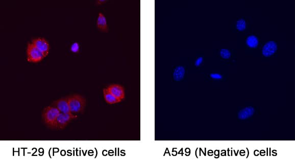 Integrin  beta 6 was detected in immersion fixed HT‑29 Human Colon Adenocarcinoma Cell Line (Positive) and A549 Human Lung Carcinoma Cell Line (Negative) Cells using Sheep Anti-Human Integrin  beta 6 Antigen Affinity-purified Polyclonal Antibody (Catalog # AF4155) at 5 µg/mL for 3 hours at room temperature. Cells were stained using the NorthernLights™ 557-conjugated Anti-Goat IgG Secondary Antibody (red; Catalog # NL001) and counterstained with DAPI (blue). Specific staining was localized to cytoplasm. View our protocol for Fluorescent ICC Staining of Cells on Coverslips.