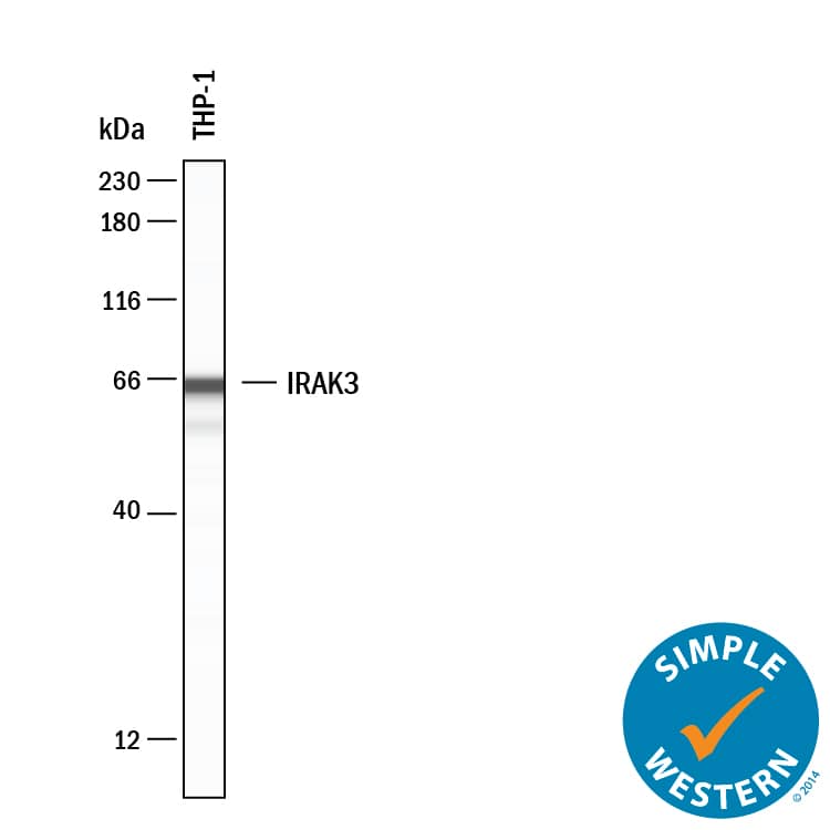 Simple Western lane view shows lysates of THP‑1 human acute monocytic leukemia cell line, loaded at 0.2 mg/mL. A specific band was detected for IRAK3 at approximately 65 kDa (as indicated) using 20 µg/mL of Sheep Anti-Human IRAK3 Antigen Affinity-purified Polyclonal Antibody (Catalog # AF6264) . This experiment was conducted under reducing conditions and using the 12-230 kDa separation system.