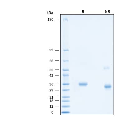 2 μg/lane of Recombinant SARS-CoV-2 Spike RBD Alexa Fluor® 488 Protein (Catalog # AFG10500) was resolved with SDS-PAGE under reducing (R) and non-reducing (NR) conditions and visualized by Coomassie® Blue staining, showing bands at 28-38 kDa.