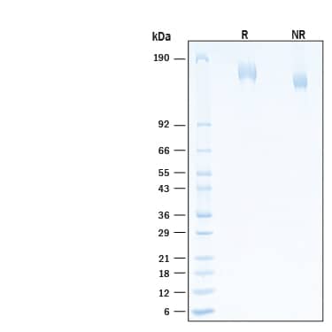 2 μg/lane of Recombinant SARS-CoV-2 Spike (GCN4-IZ) His-tag Alexa Fluor® 488 Protein (Catalog # AFG10561) was resolved with SDS-PAGE under reducing (R) and non-reducing (NR) conditions and visualized by Coomassie® Blue staining, showing bands at 144-175 kDa.