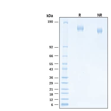 2 μg/lane of Recombinant SARS-CoV-2 S GCN4-IZ Alexa Fluor® 488 Protein (Catalog # AFG10796) was resolved with SDS-PAGE under reducing (R) and non-reducing (NR) conditions and visualized by Coomassie® Blue staining, showing bands at 140-170 kDa.