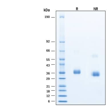 2 μg/lane of Recombinant SARS-CoV-2 BA.4/BA.5 Spike RBD His-tag Alexa Fluor® 488 Protein (Catalog # AFG11229) was resolved with SDS-PAGE under reducing (R) and non-reducing (NR) conditions and visualized by Coomassie® Blue staining, showing bands at 33-39 kDa.