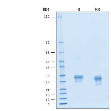 2 μg/lane of Recombinant Human Fc gamma  RIIA/CD32a (R167) His-tag Alexa Fluor® 488 Protein (Catalog # AFG1330) was resolved with SDS-PAGE under reducing (R) and non-reducing (NR) conditions and visualized by Coomassie® Blue staining, showing bands at 26-36 kDa.