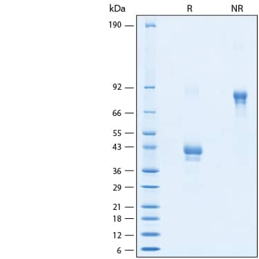 2 μg/lane of Recombinant Human BCMA/TNFRSF17 Fc Alexa Fluor® 488 Protein (Catalog # AFG193) was resolved with SDS-PAGE under reducing (R) and non-reducing (NR) conditions and visualized by Coomassie® Blue staining, showing bands at 35-45 kDa and 70-90 kDa, respectively.