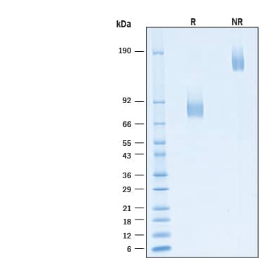 2 μg/lane of Recombinant Human B7‑2/CD86 Fc Chimera Alexa Fluor® 488 Protein (Catalog # AFG7625) was resolved with SDS-PAGE under reducing (R) and non-reducing (NR) conditions and visualized by Coomassie® Blue staining, showing bands at 75-100 kDa and 150-200 kDa, respectively.