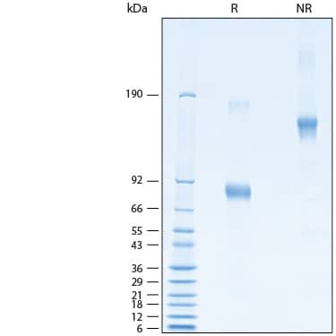 2 μg/lane of Recombinant Human CD19 Fc Chimera Alexa Fluor® 488 Protein (Catalog # AFG9269) was resolved with SDS-PAGE under reducing (R) and non-reducing (NR) conditions and visualized by Coomassie® Blue staining, showing bands at 77-92 kDa and 150-180 kDa, respectively.