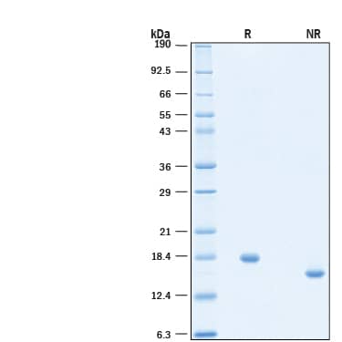 2 μg/lane of Animal-Free™ Recombinant Human IL-10 Protein (Catalog # AFL1064) was resolved with SDS-PAGE under reducing (R) and non-reducing (NR) conditions and visualized by Coomassie® blue staining, showing bands at 18 kDa and 16 kDa, respectively.