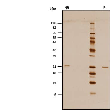 1 μg/lane of Animal-Free™ Recombinant Human Sonic Hedgehog/Shh (C24II) Protein (Catalog # AFL1845) was resolved with SDS-PAGE under reducing (R) and non-reducing (NR) conditions and visualized by silver staining, showing bands at 22 kDa.