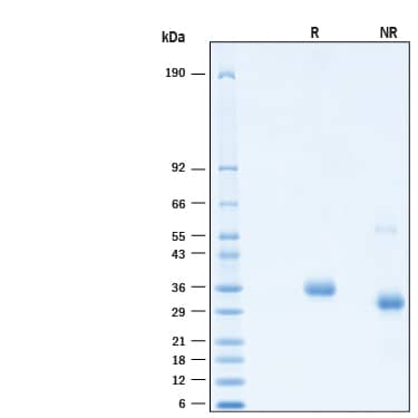 2 μg/lane of Recombinant SARS-CoV-2 Spike RBD His-tag Alexa Fluor® 647 Protein(Catalog # AFR10500) was resolved with SDS-PAGE under reducing (R) and non-reducing (NR) conditions and visualized by Coomassie® Blue staining, showing bands at 28-38 kDa.