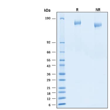 2 μg/lane of Recombinant SARS-CoV-2 BA.2 Spike (GCN4-IZ) His-tag Alexa Fluor® 647 Protein (Catalog # AFR11109) was resolved with SDS-PAGE under reducing (R) and non-reducing (NR) conditions and visualized by Coomassie® Blue staining, showing bands at 144‑172 kDa.