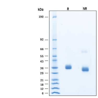 2 μg/lane of Recombinant SARS-CoV-2 BA.4/BA.5 Spike RBD His-tag Alexa Fluor® 647 Protein (Catalog # AFR11229) was resolved with SDS-PAGE under reducing (R) and non-reducing (NR) conditions and visualized by Coomassie® Blue staining, showing bands at 33-39 kDa.