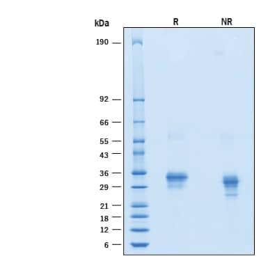 2 μg/lane of Recombinant Human Fc gamma  RIIA/CD32a (R167) His-tag Alexa Fluor® 647 Protein (Catalog # AFR1330) was resolved with SDS-PAGE under reducing (R) and non-reducing (NR) conditions and visualized by Coomassie® Blue staining, showing bands at 26-36 kDa.