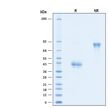 2 μg/lane of Recombinant Human BCMA/TNFRSF17 Fc Alexa Fluor® 647 Protein (Catalog # AFR193) was resolved with SDS-PAGE under reducing (R) and non-reducing (NR) conditions and visualized by Coomassie® Blue staining, showing bands at 35-45 kDa and 70-90 kDa, respectively.