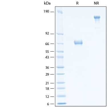 2 μg/lane of Recombinant Human OX40/TNFRSF4 Fc Chimera Alexa Fluor® 647 Protein (Catalog # AFR3388) was resolved with SDS-PAGE under reducing (R) and non-reducing (NR) conditions and visualized by Coomassie® Blue staining, showing bands at 70 kDa and 140 kDa, respectively.