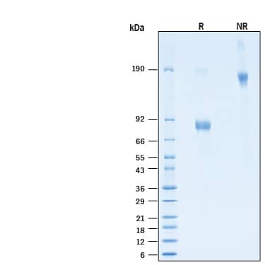 2 μg/lane of Recombinant Human CD19 Fc Chimera Alexa Fluor® 647 Protein (Catalog # AFR9269) was resolved with SDS-PAGE under reducing (R) and non-reducing (NR) conditions and visualized by Coomassie® Blue staining, showing bands at 77-92 kDa and 150-180 kDa, respectively.