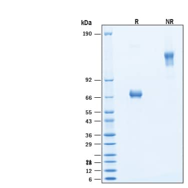 2 μg/lane of Recombinant Human TSLPR Fc Chimera Alexa Fluor® 647 Protein (Catalog # AFR981) was resolved with SDS-PAGE under reducing (R) and nonreducing (NR) conditions and visualized by Coomassie® Blue staining, showing bands at 65-75 kDa and 130-150 kDa, respectively.