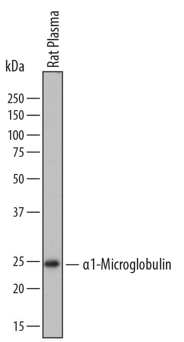 Western blot shows rat plasma. PVDF membrane was probed with 0.5 µg/mL of Sheep Anti-Rat  alpha 1-Microglobulin Antigen Affinity-purified Polyclonal Antibody (Catalog # AF7720) followed by HRP-conjugated Anti-Sheep IgG Secondary Antibody (Catalog # HAF016). A specific band was detected for  alpha 1-Microglobulin at approximately 25 kDa (as indicated). This experiment was conducted under reducing conditions and using Immunoblot Buffer Group 1.